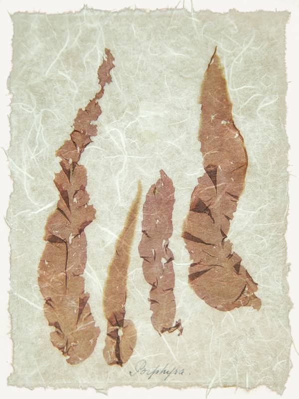 - on , Print by Forbes Art, measuring 19 x 15 cm (H x W) framed at 32 x 27 cm £28